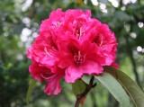 Red Rhododendron