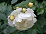 White Rose