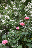 Pink Roses & Mock Orange Bush