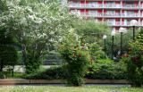 Garden View - Mock Orange & Roses in Bloom