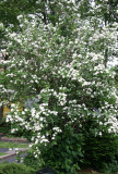 Mock Orange Bush in Bloom