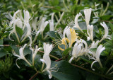 Honeysuckle or Lonicera Blossoms
