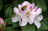 Bee in a Rhododendron Blossom
