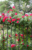 Garden View - Roses