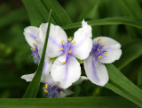 Tradescantia