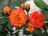 Orange Honey Roses