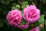 Zephrine Roses