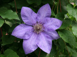 Clematis