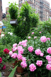 Garden View - Pink Peonies