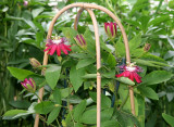 Garden View - Crimson Tear Passion Flowers