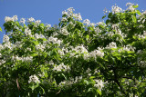 Catalpa Tree Blossoms