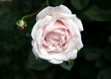 Blushing White Rose