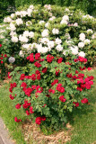 Red Roses & White Rhododendron