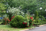 Garden View - Red Roses & Mock Orange