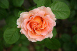 Peach Rose