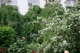 Garden View - Mock Orange Bush & Roses