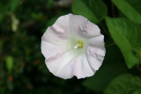 Morning Glory