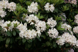 Rhododendron