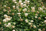 Clover Blossoms