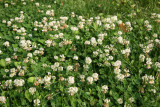 Clover Blossoms