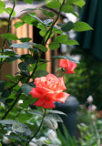 Tropicana Roses