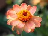 Zinnia