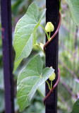 Morning Glory Flower Bud