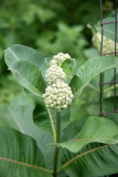 Aesclepias Flower Buds