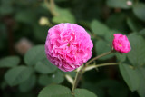 Catherine Guilot Rose