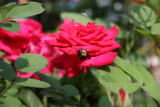 Bee on Lincoln Rose