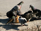 Bread Feast Free for All