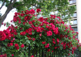 Red Rose Fence