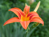 Day Lily