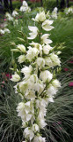 Yucca Plant Blossoms