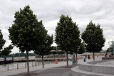 Linden Trees