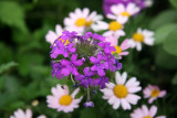 Verbena & Daisies