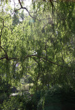 Garden View - Willow Tree