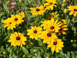 Black Eyed Susans