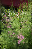 Garden View - Tamarisk Tree in Bloom