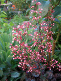 Coral Bells - Heuchera