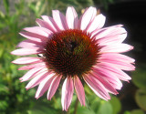 Echinacea