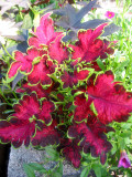 Coleus