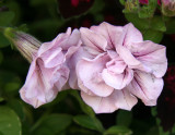 Foliated Petunias - Sidewalk Garden