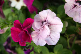 Foliated Petunias - Sidewalk Garden