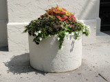 Sidewalk Garden Planter