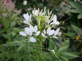 White Cleome