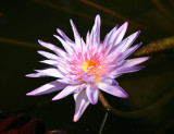 Conservatory Lily Pond