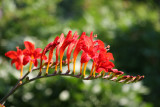 Crocosmia