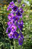 Delphinium