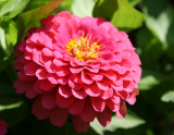 Zinnia